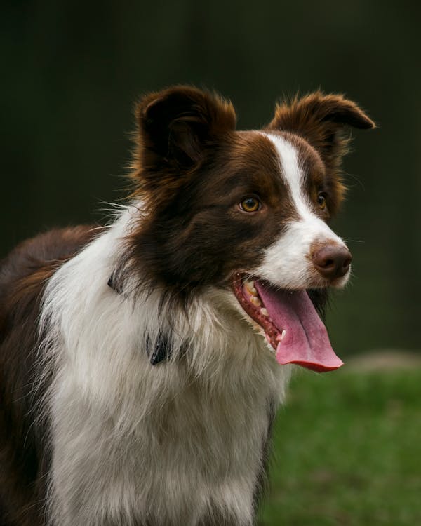 Royal Canin Untuk Anjing