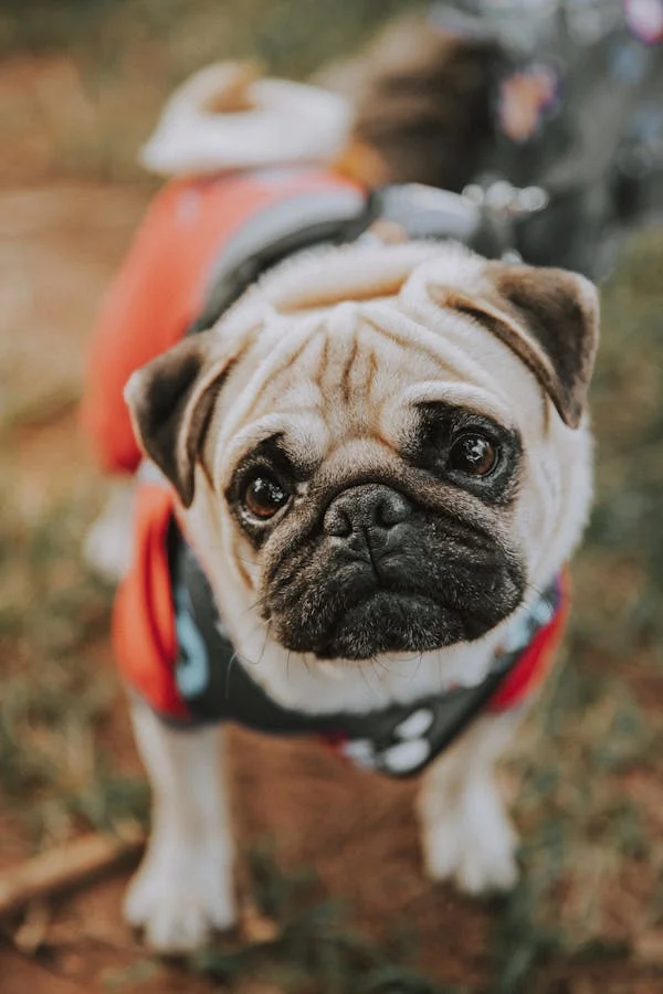 Pantangan Makanan Untuk Anjing Pom