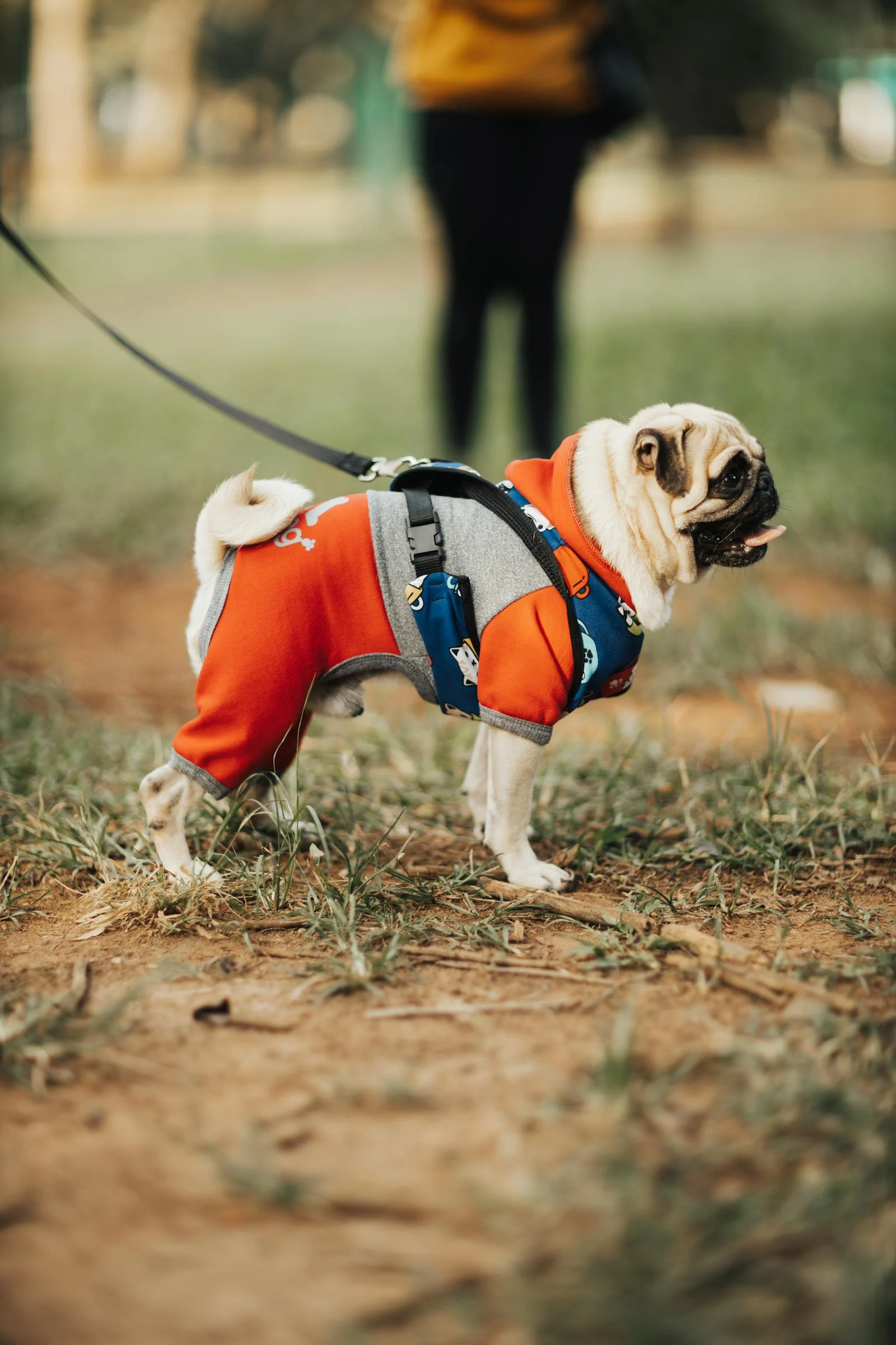 Jenis Makanan Anjing Shih Tzu