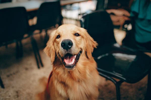 Anjing Makan Tahu