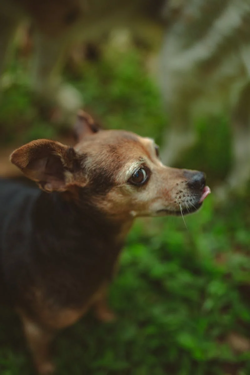 Harga Makanan Anjing Chihuahua