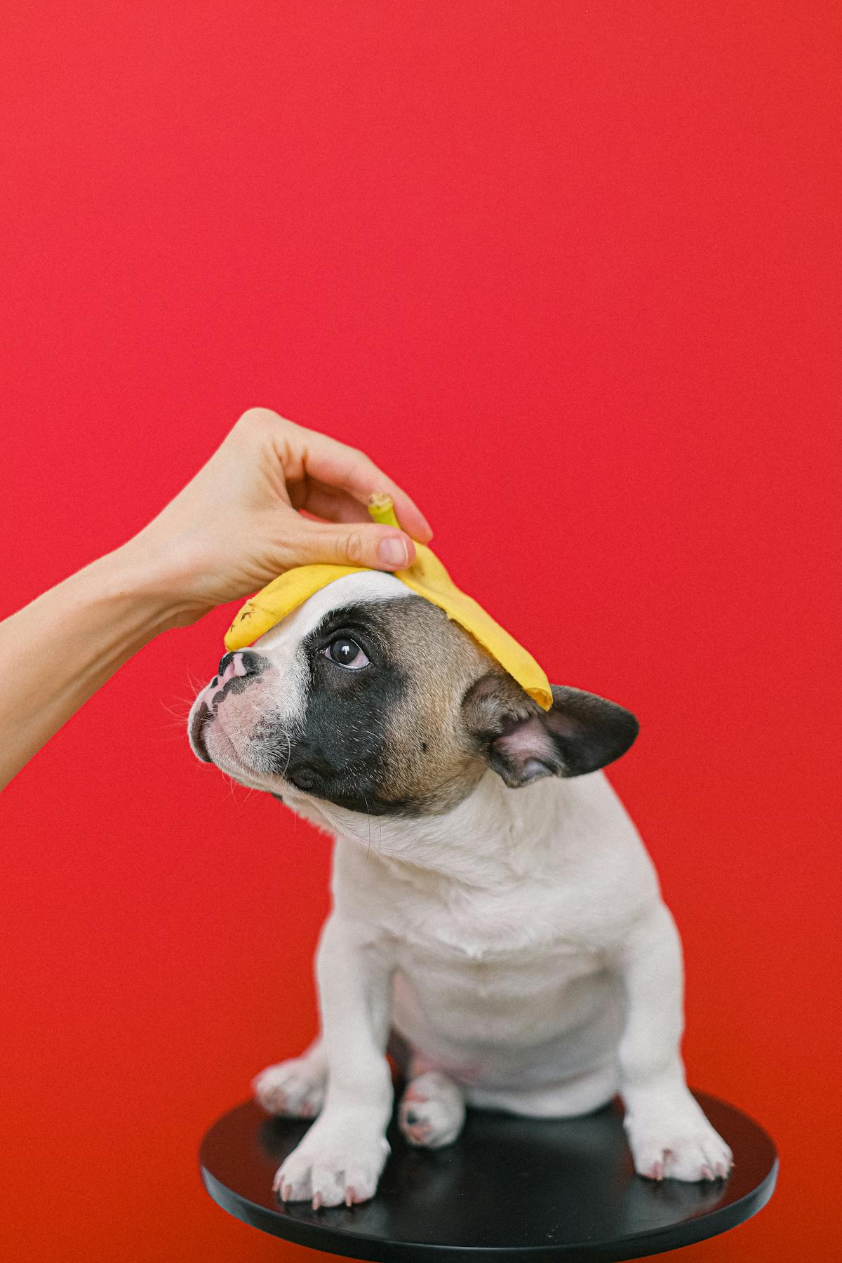 Pantangan Makan Anjing