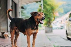 Makanan Anjing Biar Gemuk