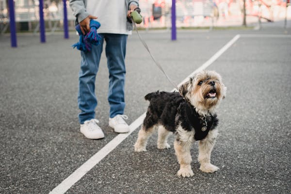 free-photo-of-photo-of-an-australian-shepherd-standing-_002.jpeg