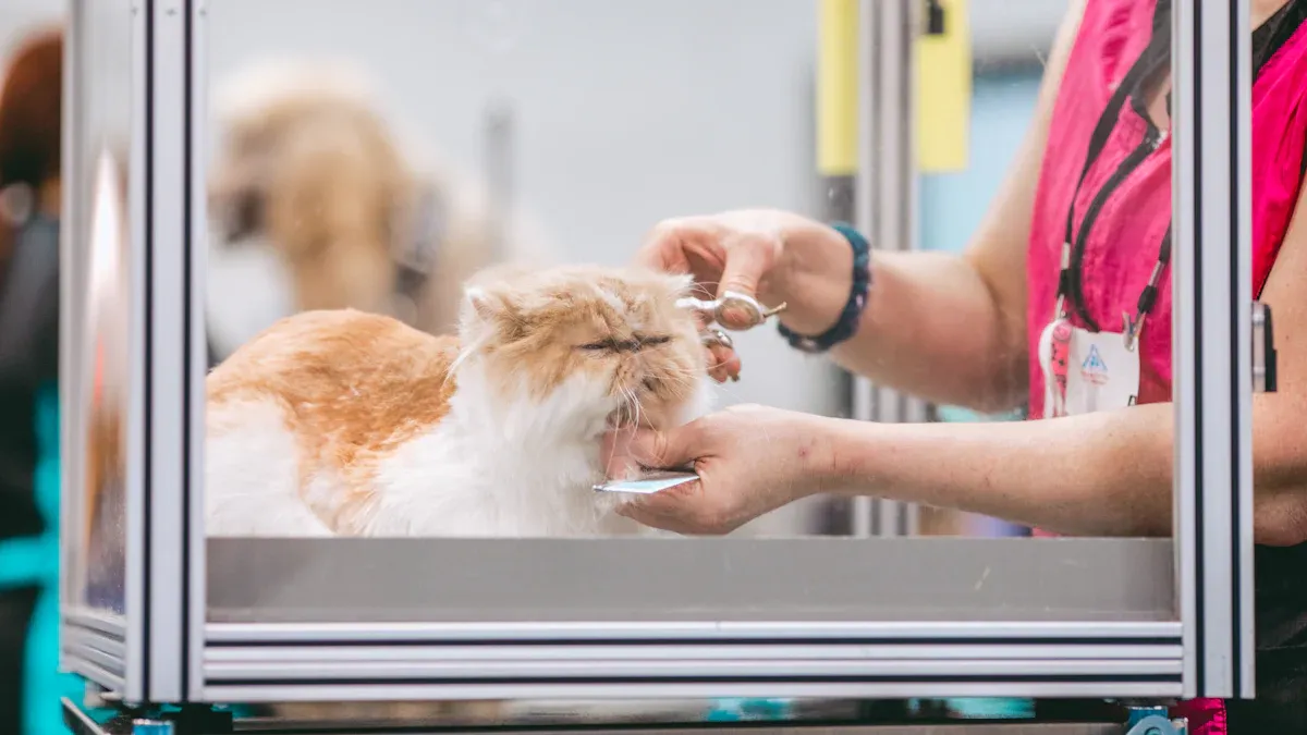 Should You Get a Lion Cut for Cats
