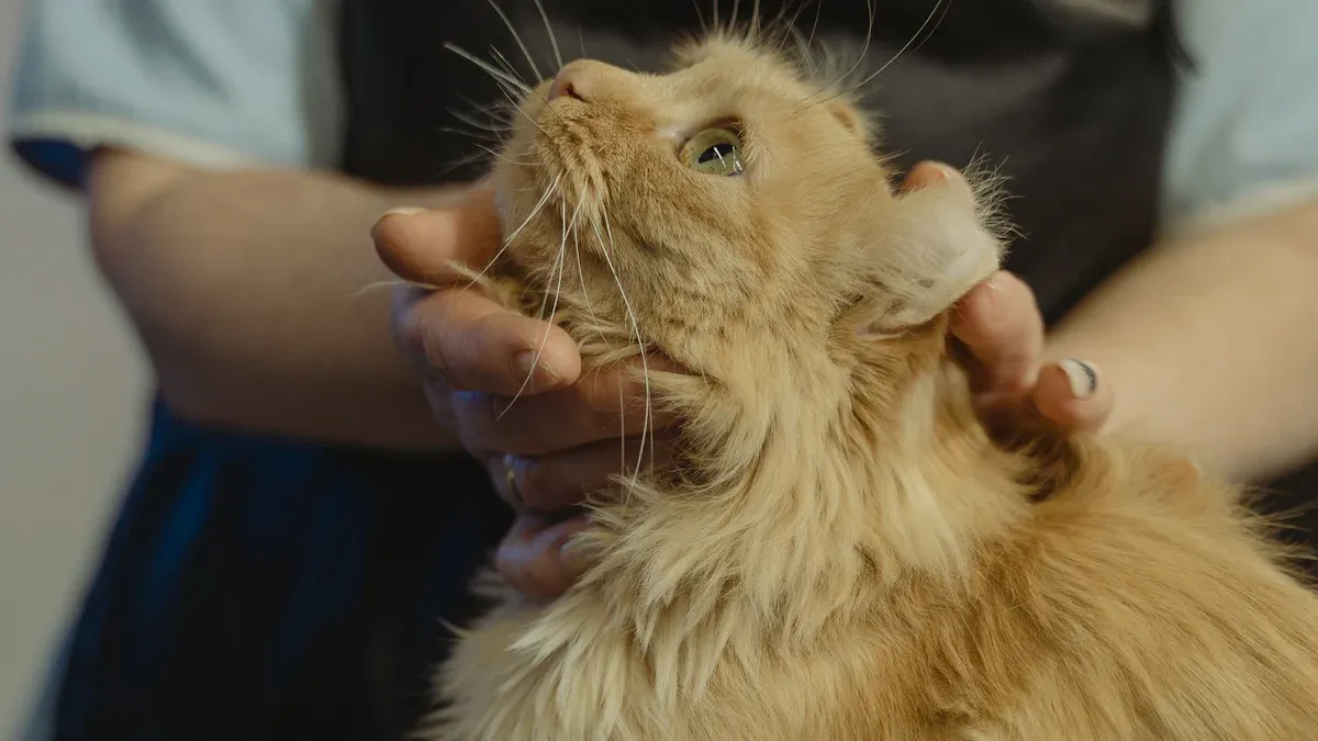 Lion Cut for Cats Overview