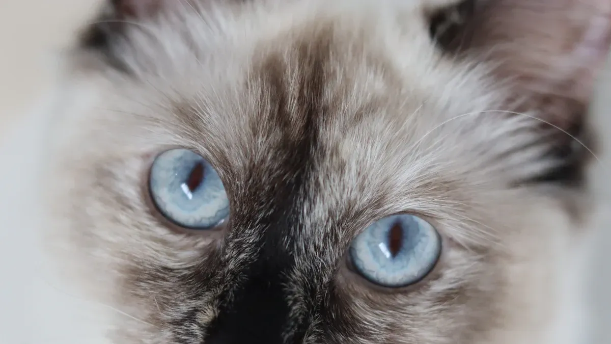 Blue-Eyed Cat Appeal