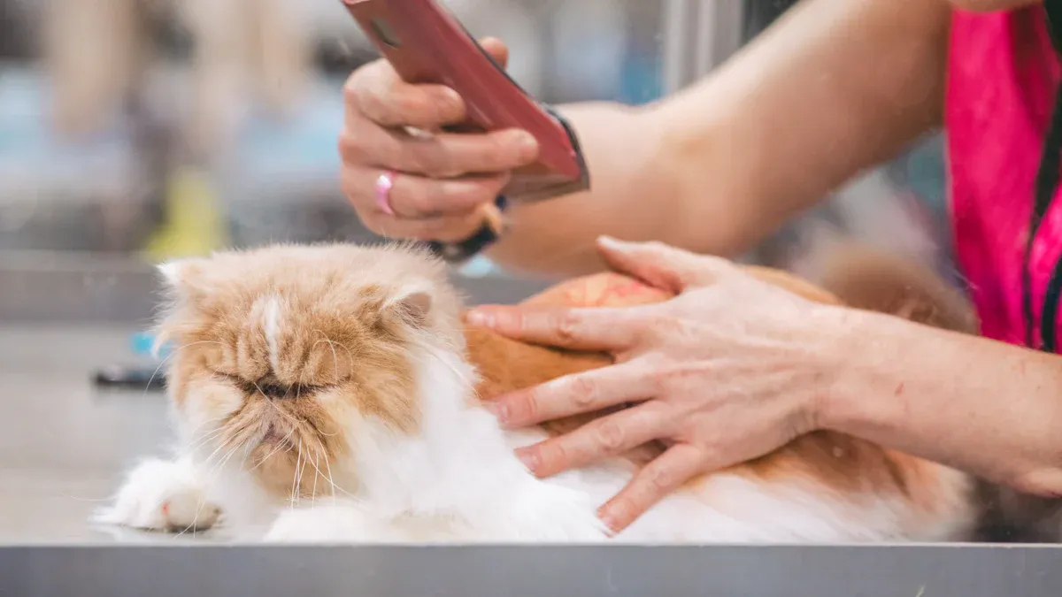 Professional Grooming Advice