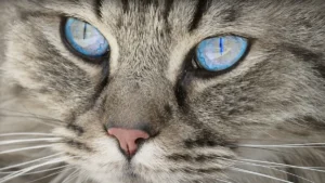 Stunning Cat Breeds with Blue Eyes