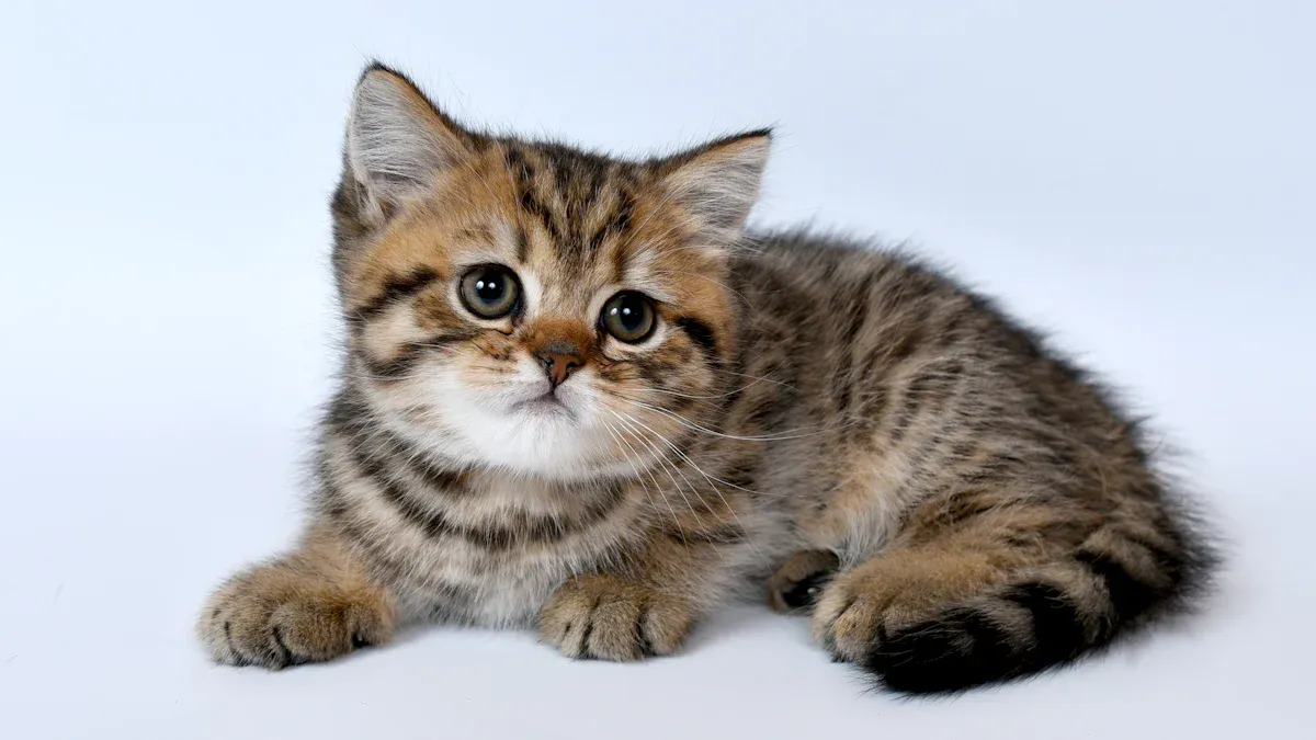 Tabby Cat Guide: Personality, Types, and Care Tips