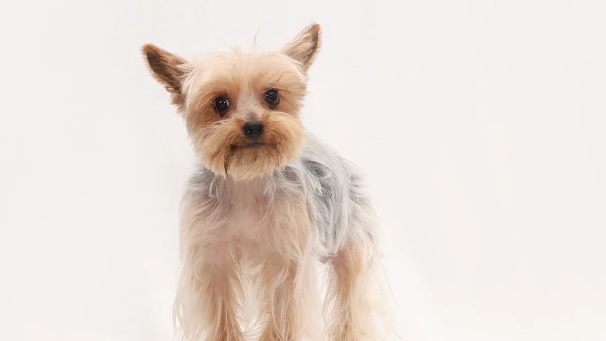 Top 10 World'
style=