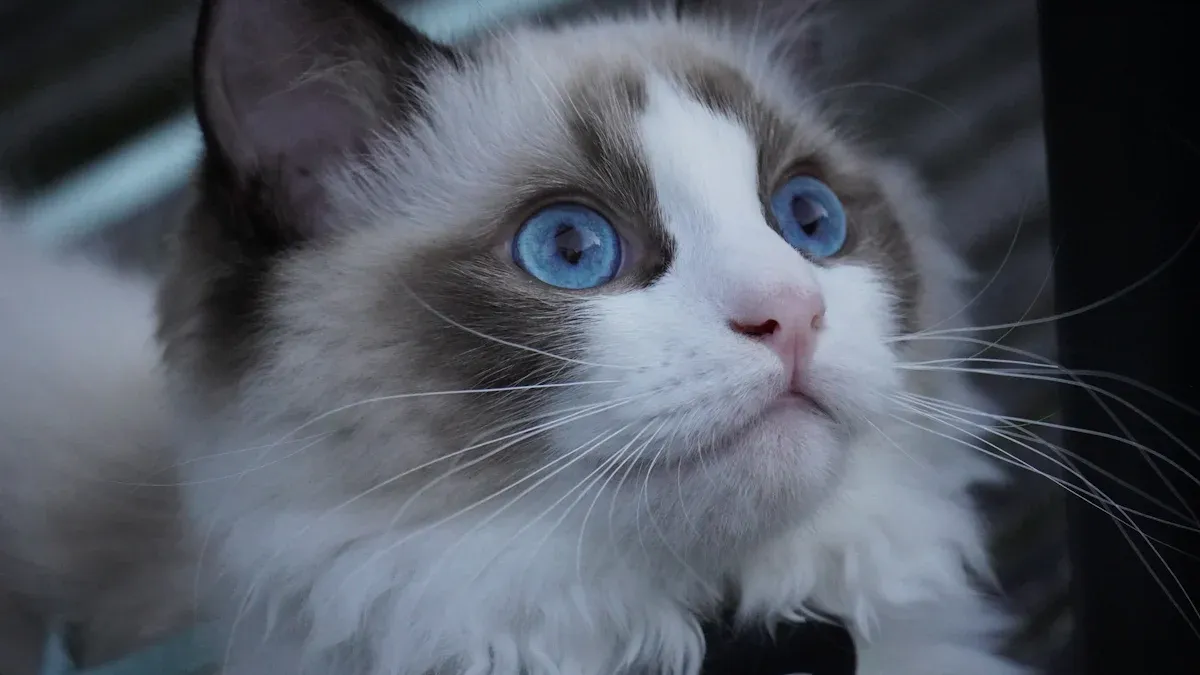 Stunning Cat Breeds