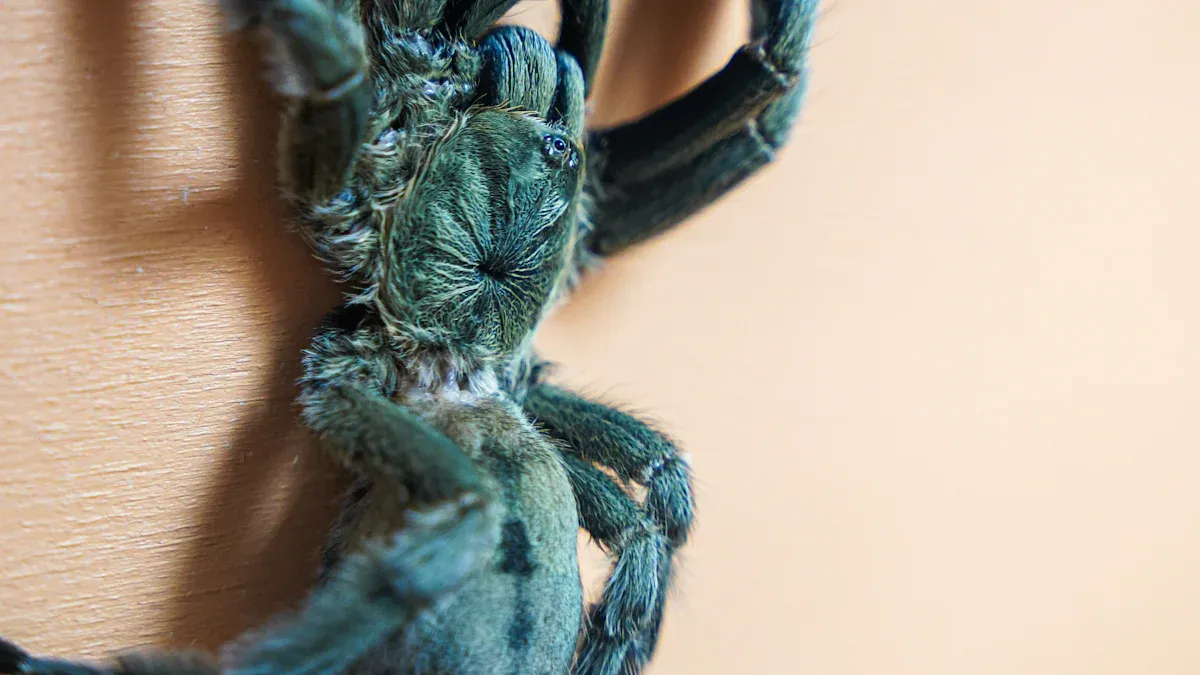 Pink Toe Tarantula care for beginners