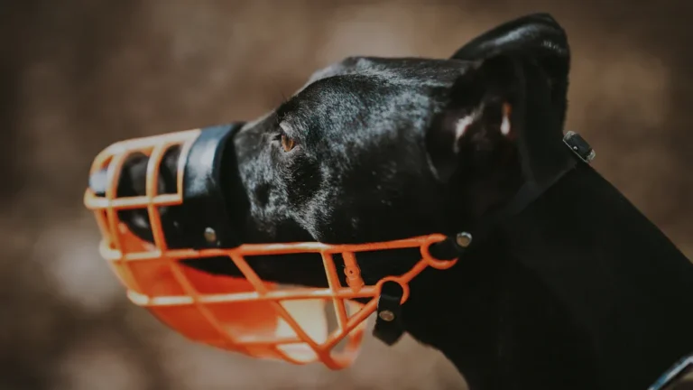 Should I Muzzle My Dog?