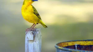 Birds in Greater Accra: A Comprehensive List of Avian Species in Ghana’s Capital Region