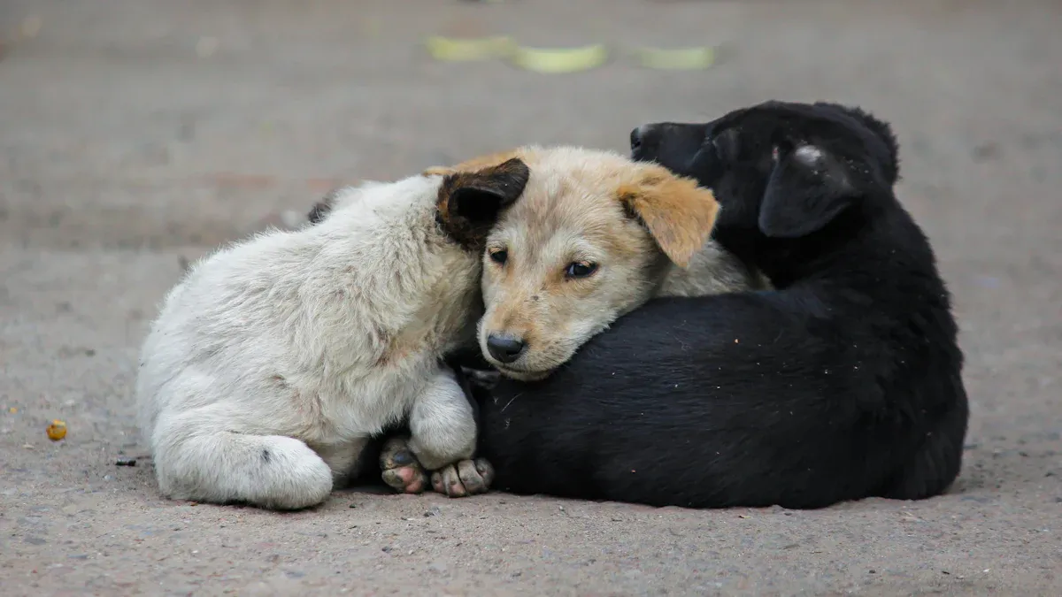 Most Huggable Dog Breeds