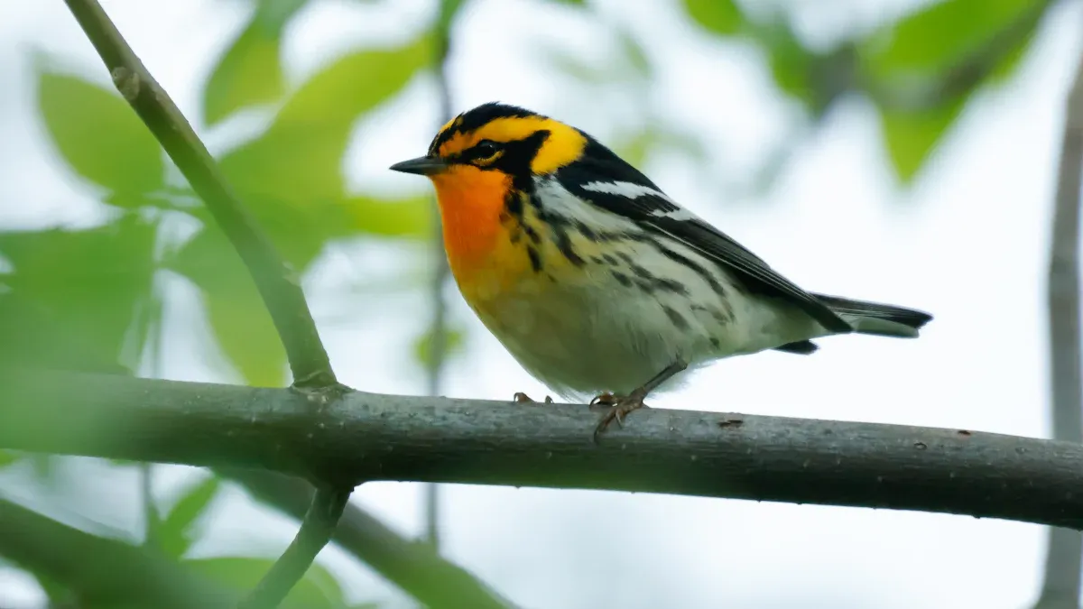 Identification Features