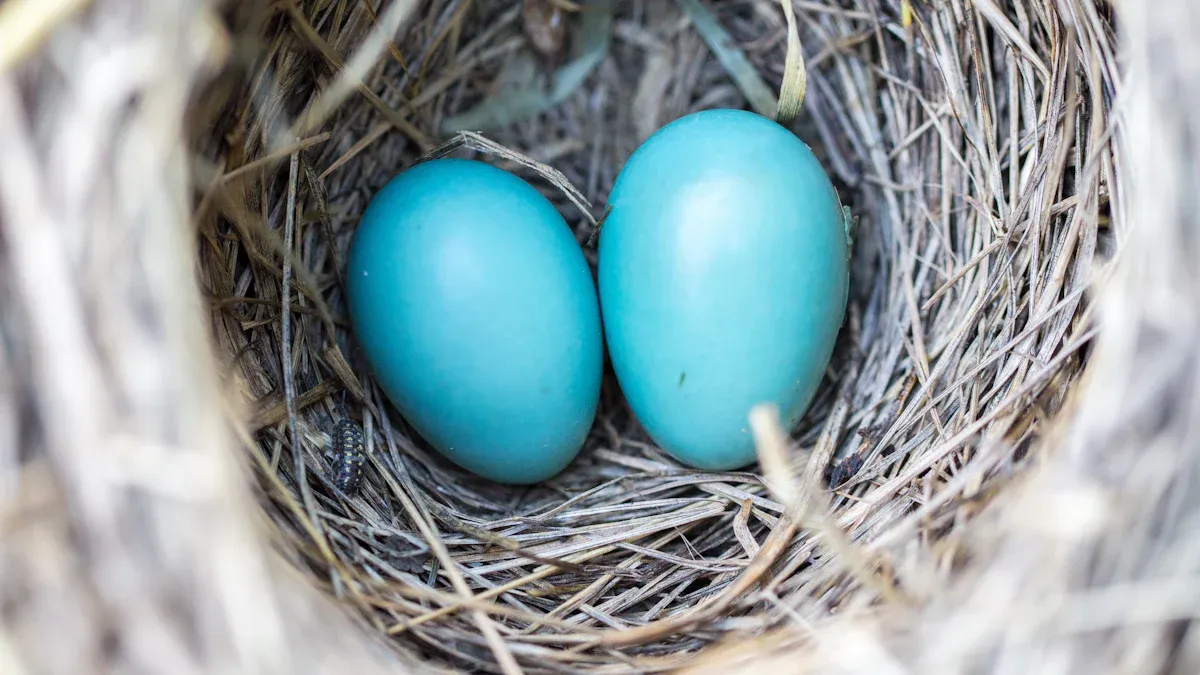 Robin Life Cycle and Reproduction