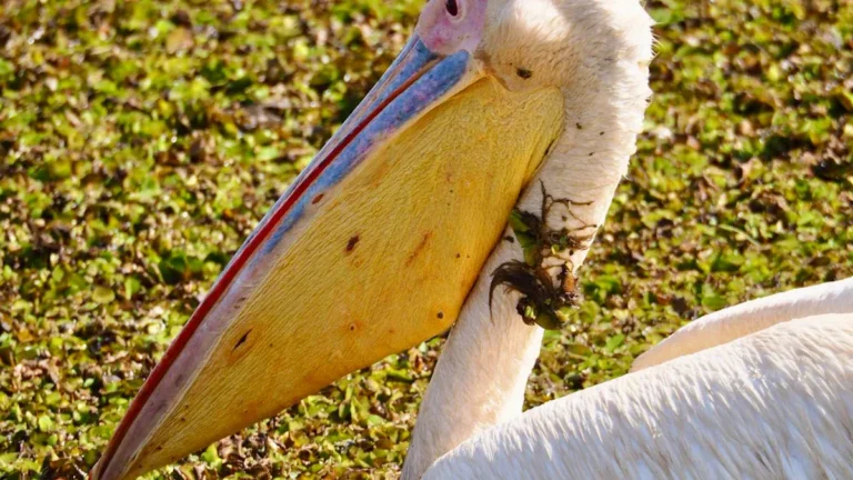 Facts, Habitat, and Conservation of the Great White Pelican