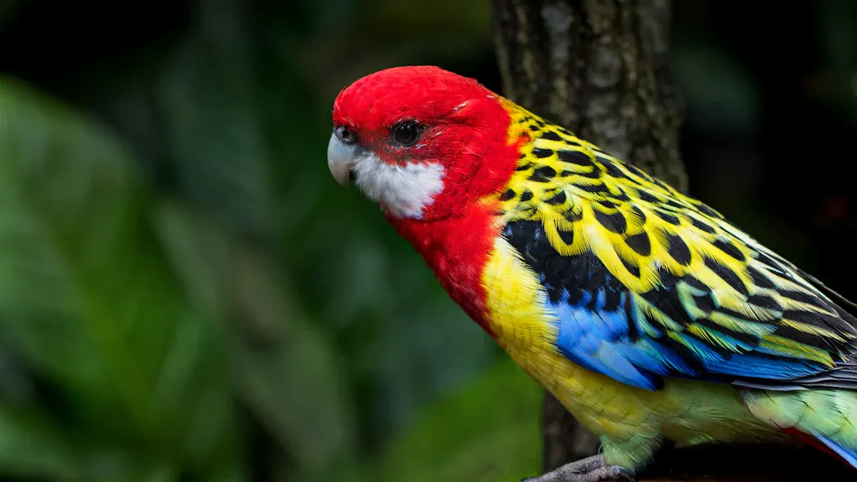 Uniqueness of Australian Birds
