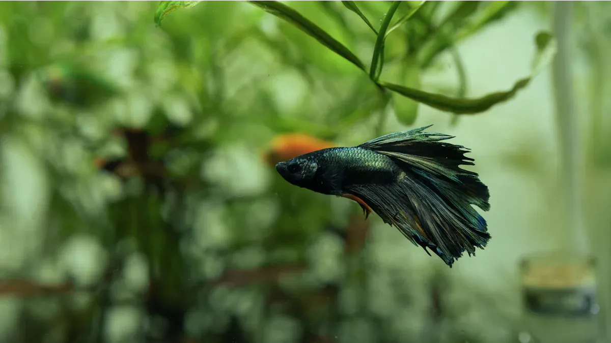 Why Is My Betta Fish Jumping?