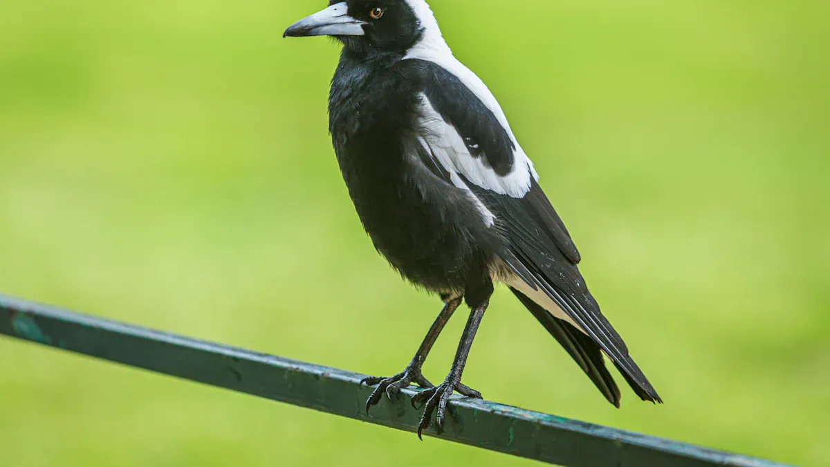 Common Black and White Birds