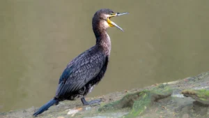 Top Birds That Chirp The Loudest