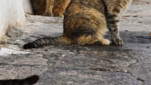 Understanding Trap-Neuter-Return Programs and Feral Cat Management