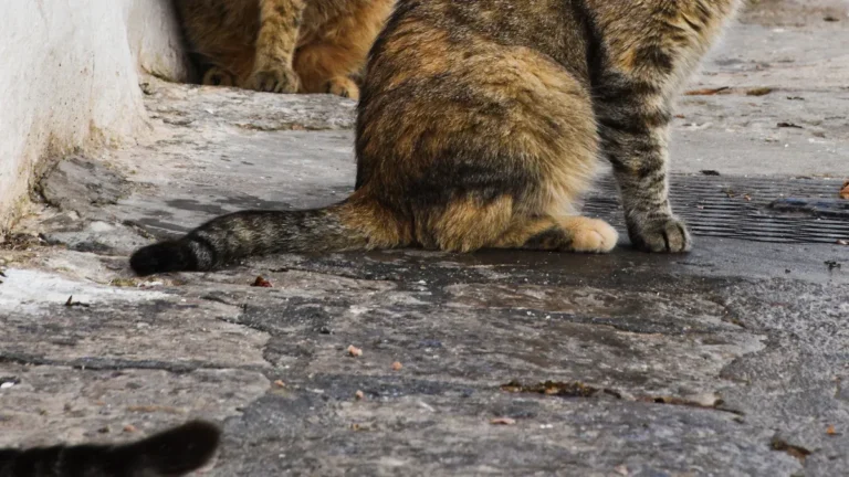 Understanding Trap-Neuter-Return Programs and Feral Cat Management