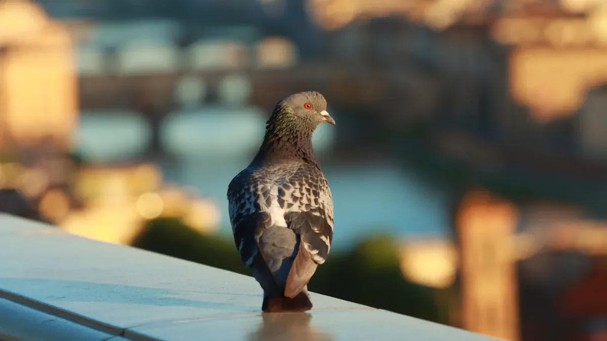Common Resident Birds in Florence