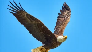 Why Do Eagles Fly So High? Understanding Soaring Behavior, Vision, and Thermal Air Currents