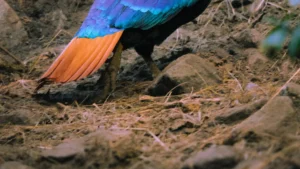 India Birds: Exploring the Diverse Avian Species and Bird Habitats of the Subcontinent
