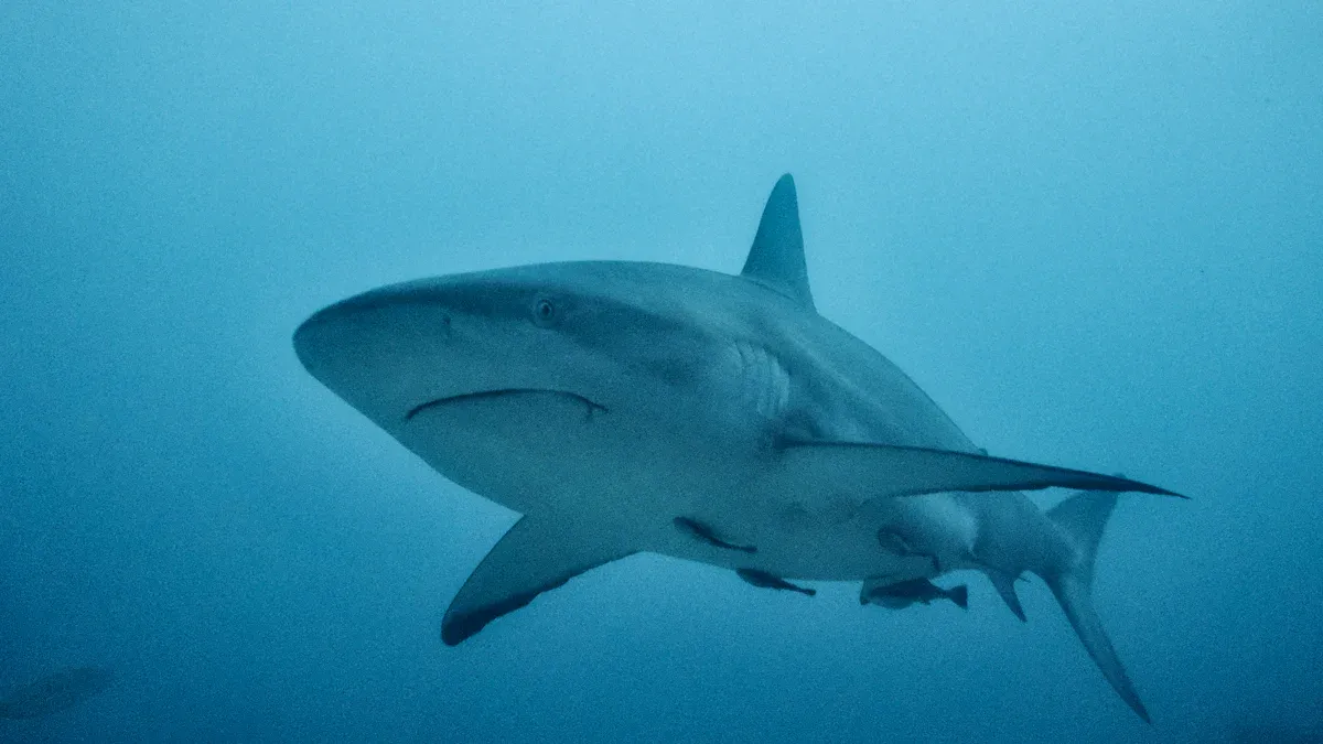 Bronze Whaler Shark: Facts, Habitat, and Identification of the Copper Shark Species