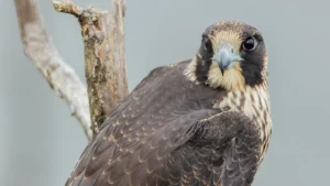 Birds of Prey in New York: A Complete Guide to Raptors, Hawks, and Falcons in NY State