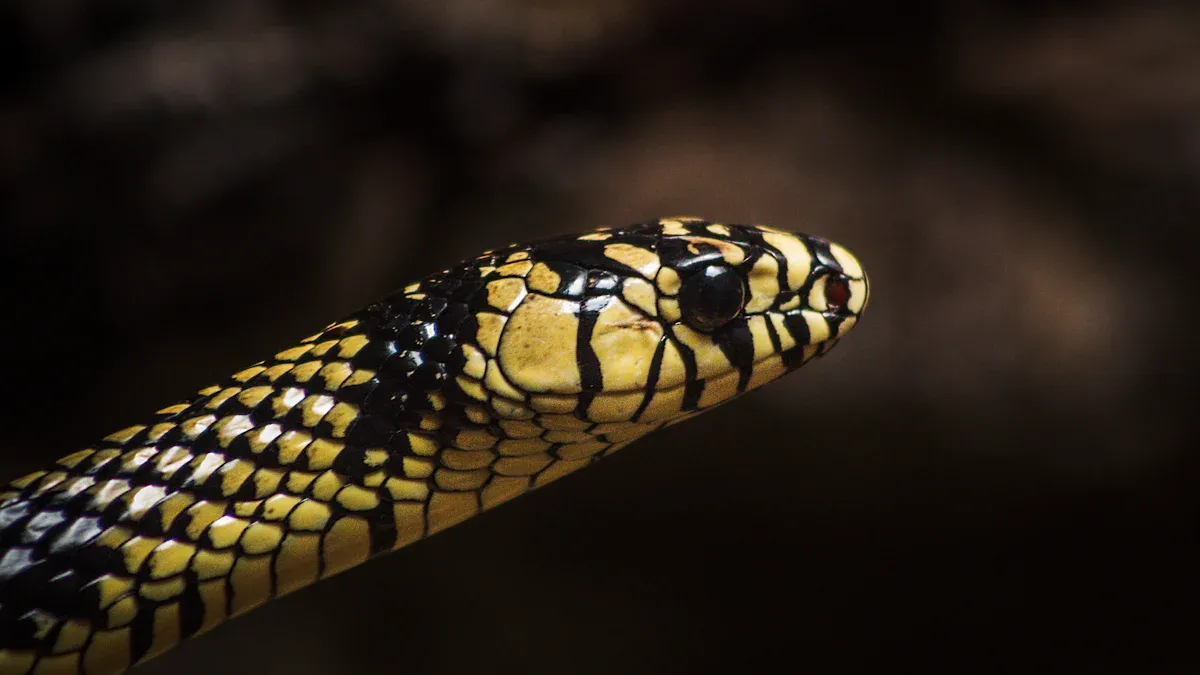 Big 4 Snakes In the world: Identification and Venomous Danger of the Most Dangerous Species