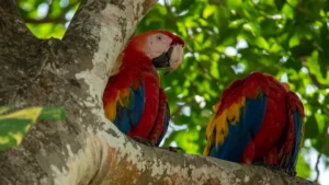 Colombia Birds: Exploring the World'
lazy