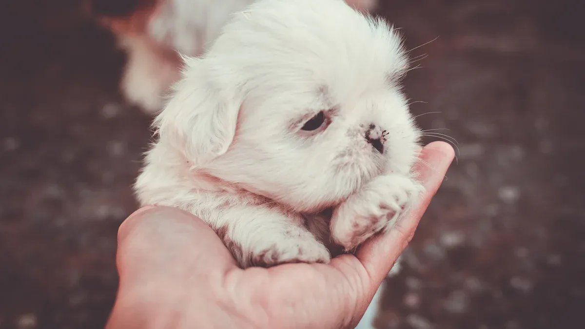 Dog'
style=