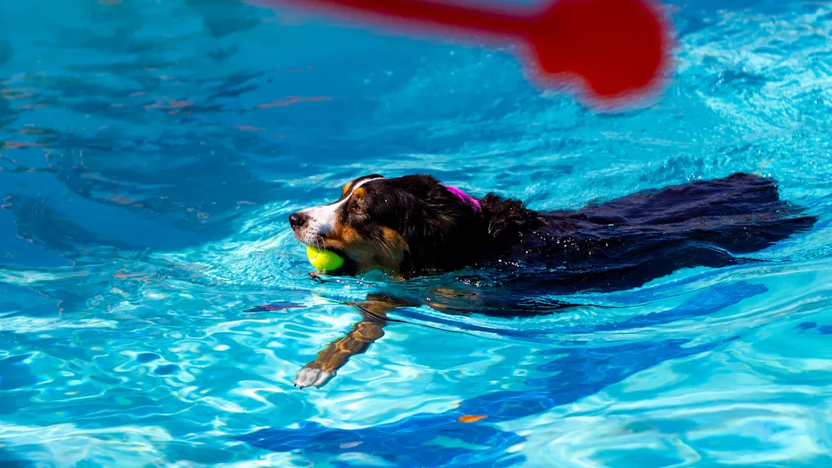 Portuguese Water Dog
