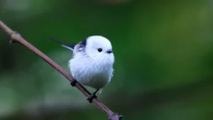 Japan Birds: A Field Guide to Resident, Migratory, and Endemic Avian Species