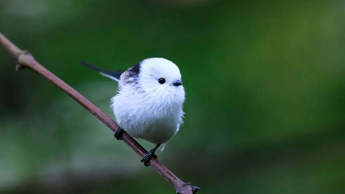 Japan Birds: A Field Guide to Resident, Migratory, and Endemic Avian Species