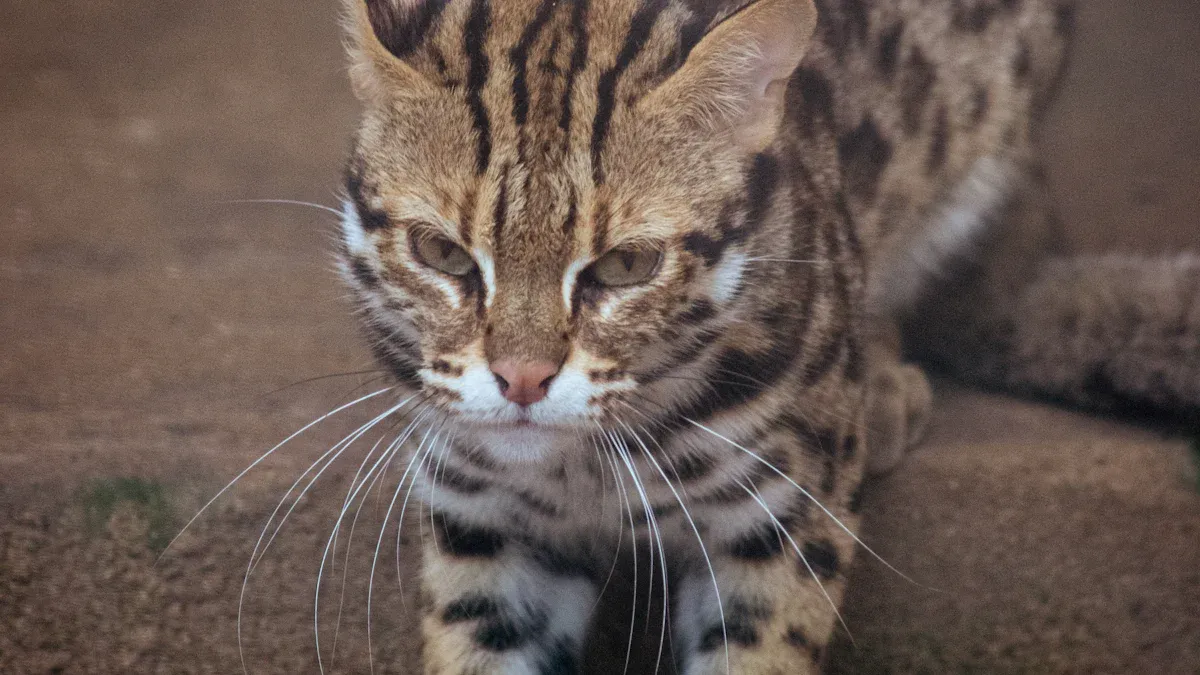 Complete Lists of Cats: Domestic and Wild Cat Lineages