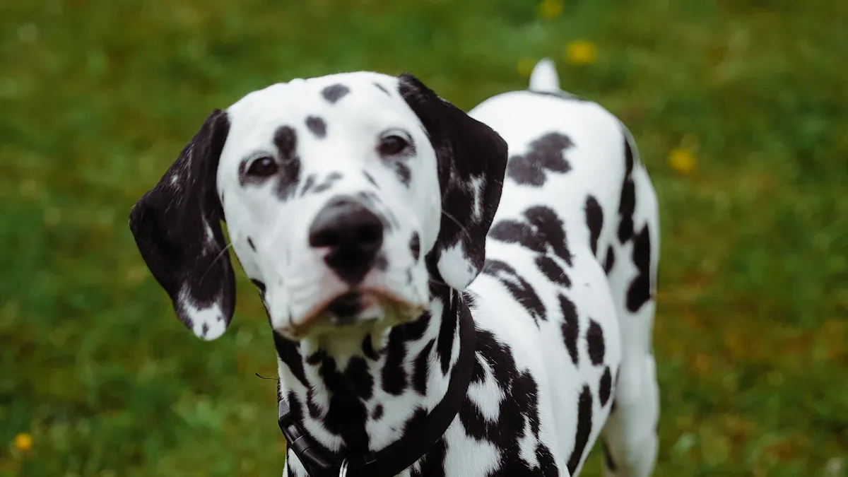Signs of Discomfort in Dogs