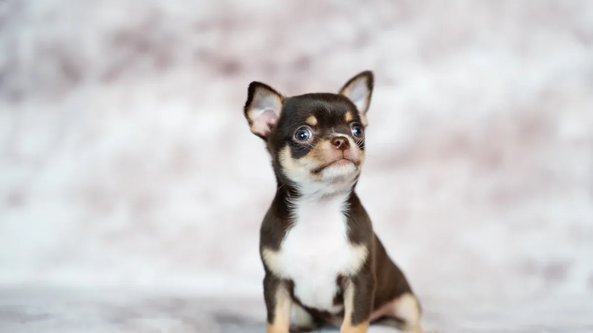 All-American Dog Breeds: Boston Terrier