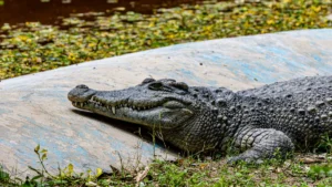 Crocodylus Palustris: Facts, Habitat, and Conservation of the Mugger Crocodile Species