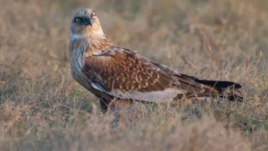 Birds In Moorland Birds List: Identifying Avian Species of Open Heath and Peat Habitats