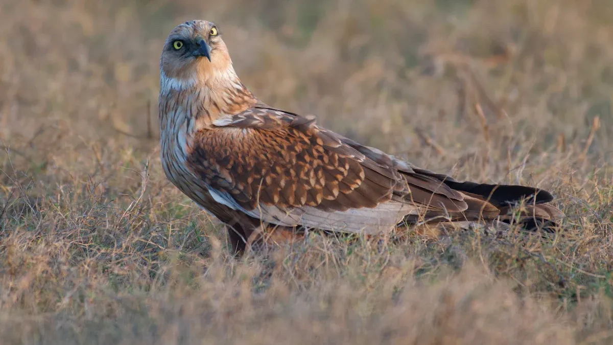 Birds In Moorland Birds List: Identifying Avian Species of Open Heath and Peat Habitats