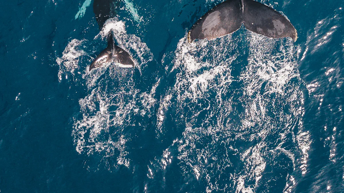 Habitat of the Atlantic Spotted Dolphin