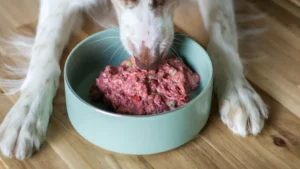 10 Superfoods That Boost Your Dog’s Immune System