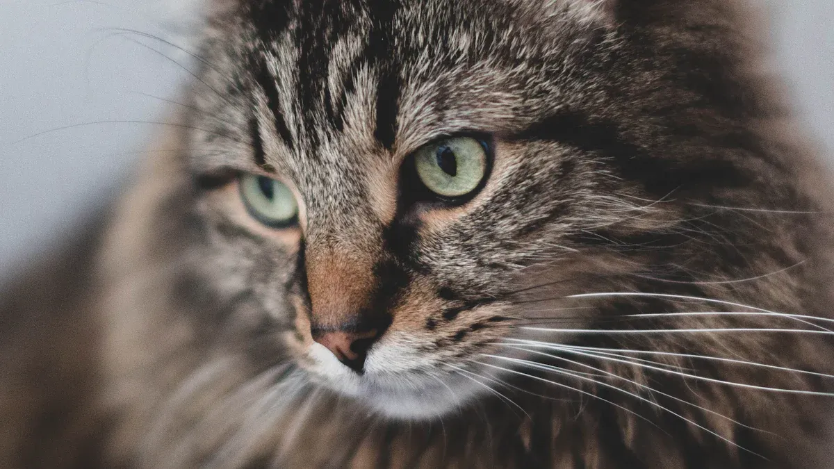 10 Most Popular Cat Breeds in the USA