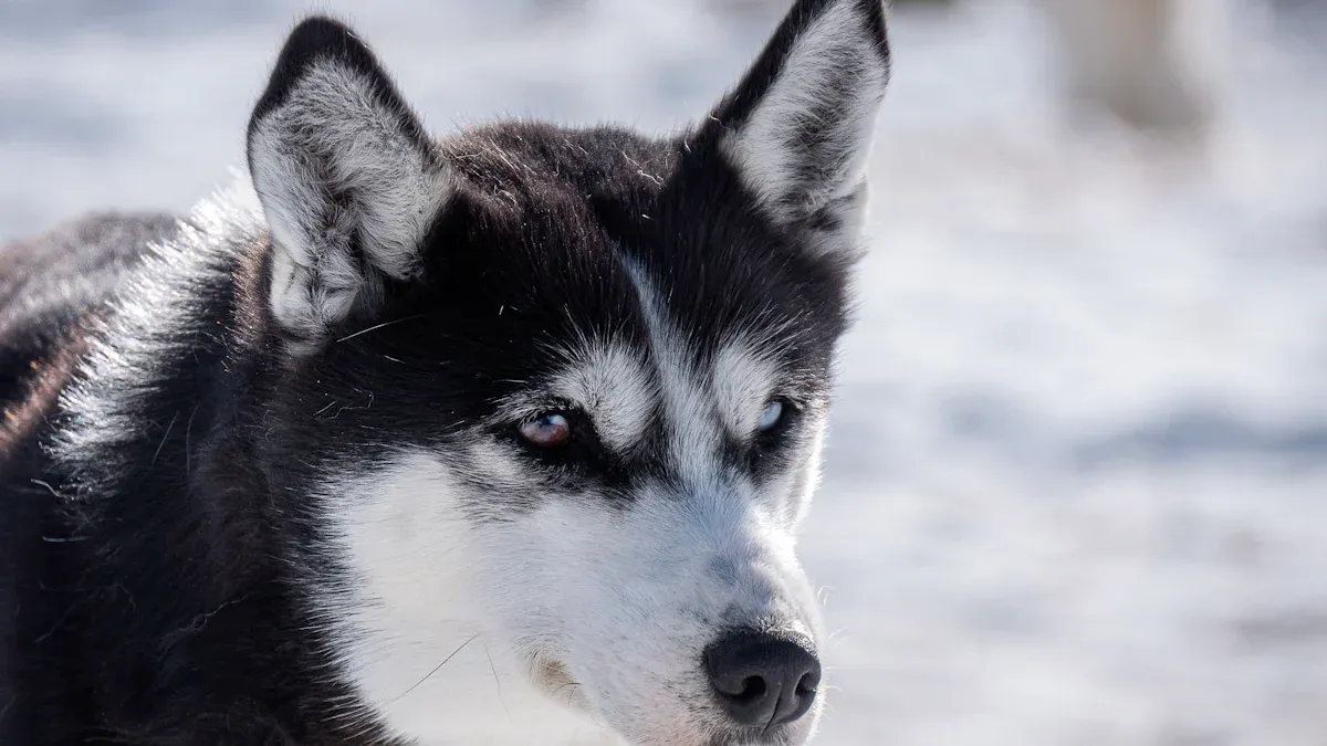 Howling and Its Significance